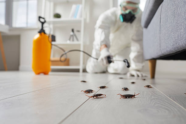 Commercial Rodent Management in American Canyon